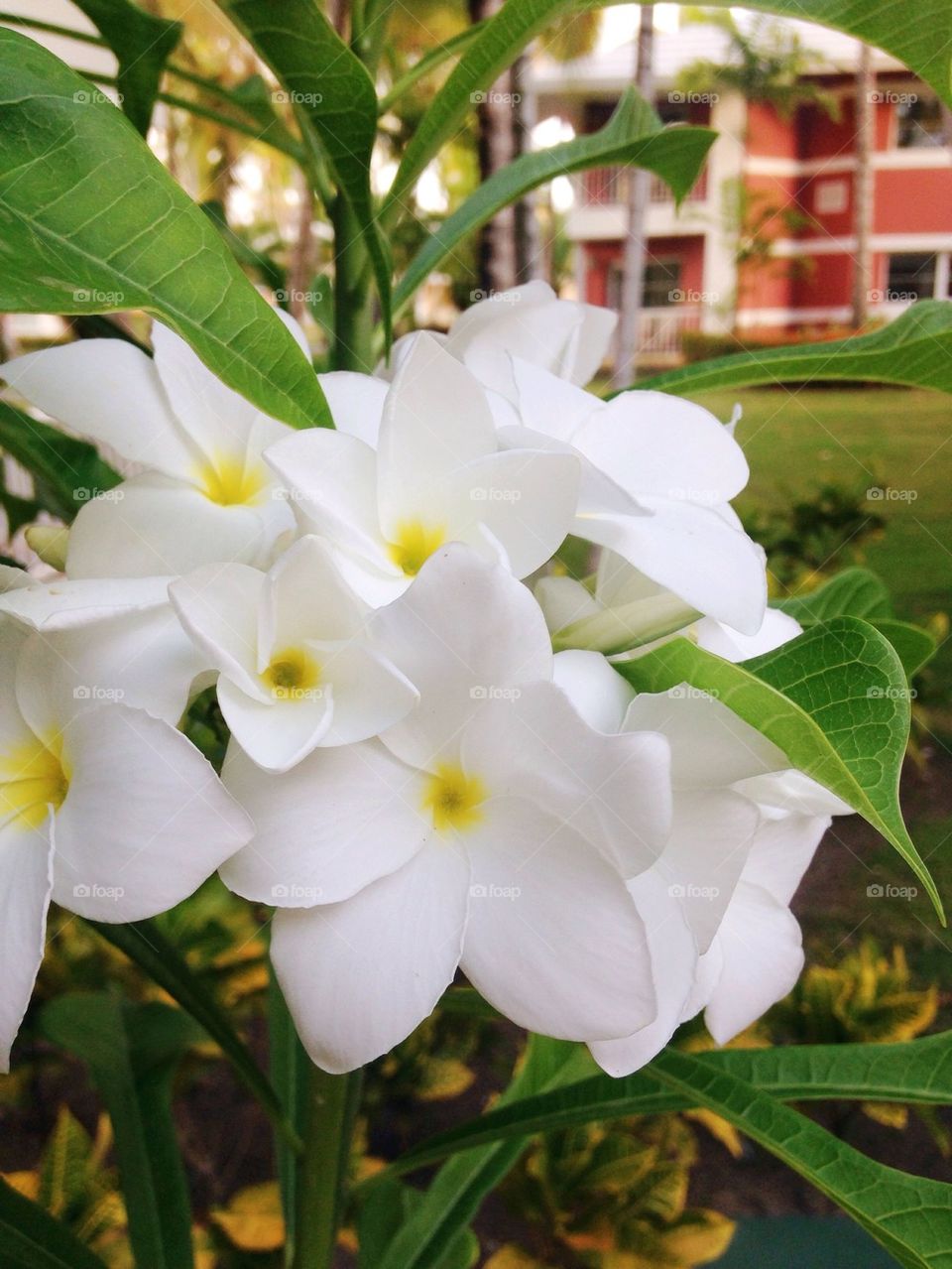 Flowers