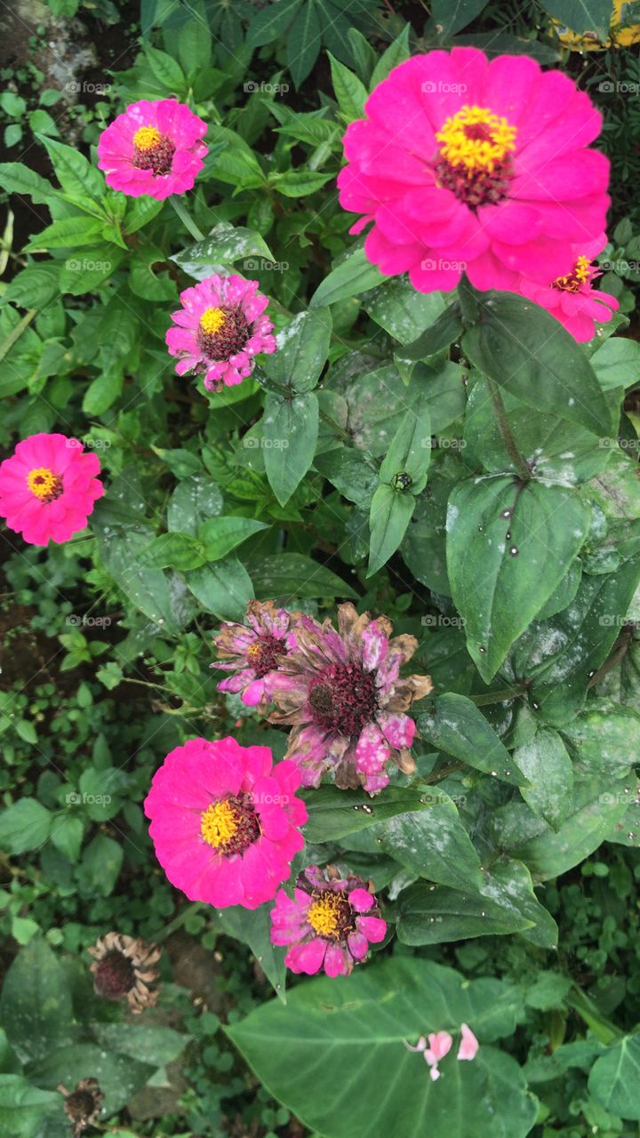 Beautiful pink flower 