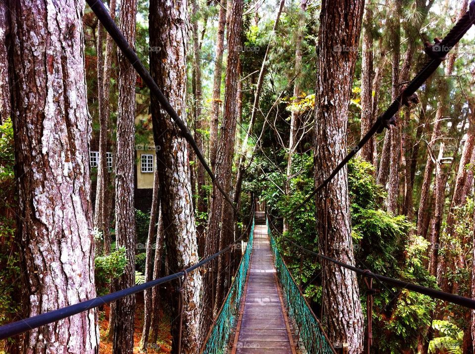 Hanging bridge