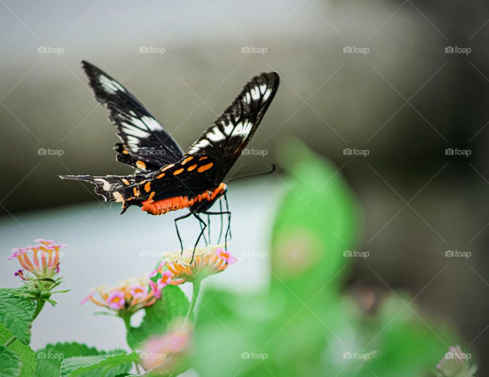 Beautiful butterfly 