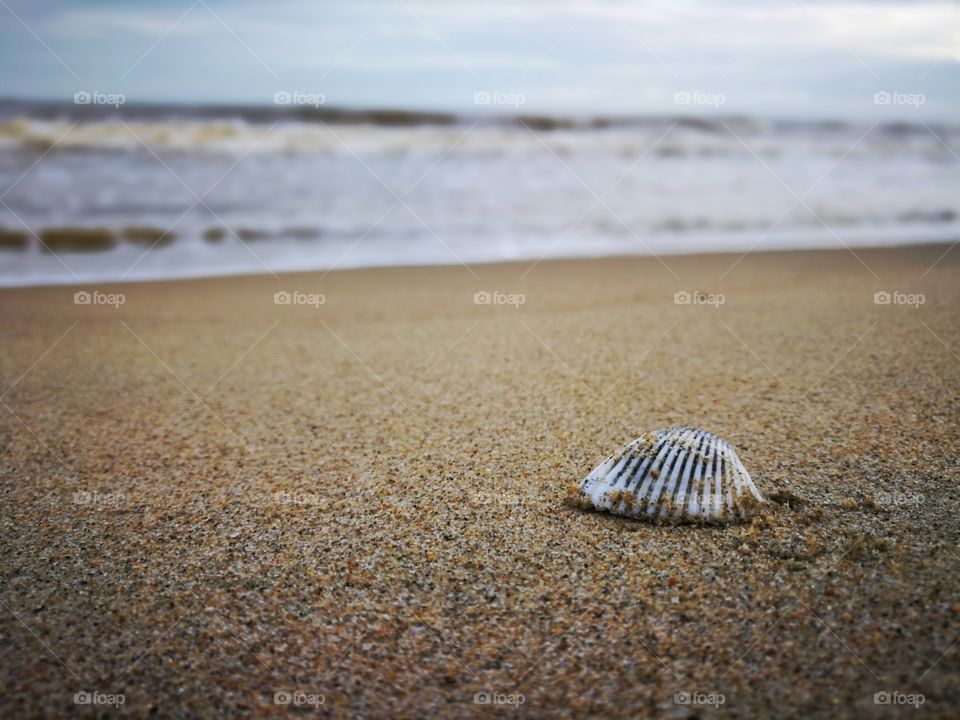 Shell on the beach