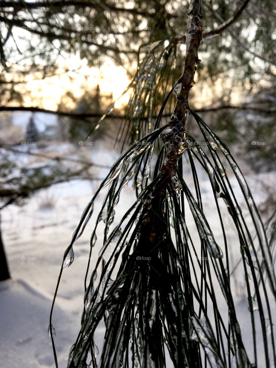 Snow melting on pine branch 