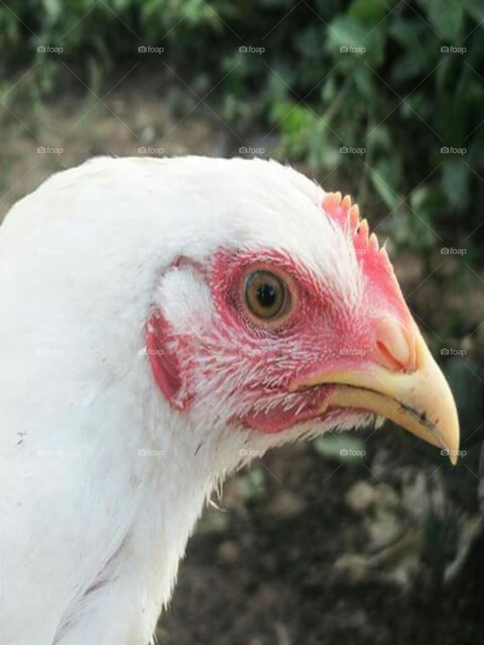 White chicken