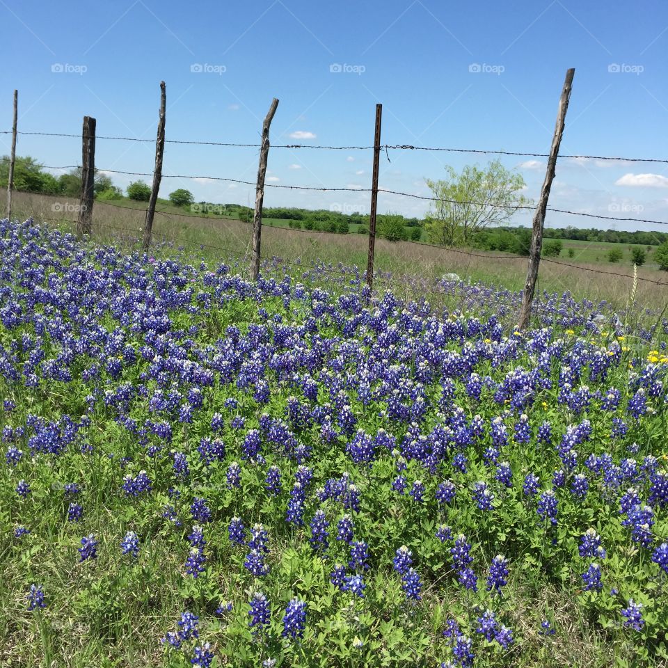 Bluebonnets 