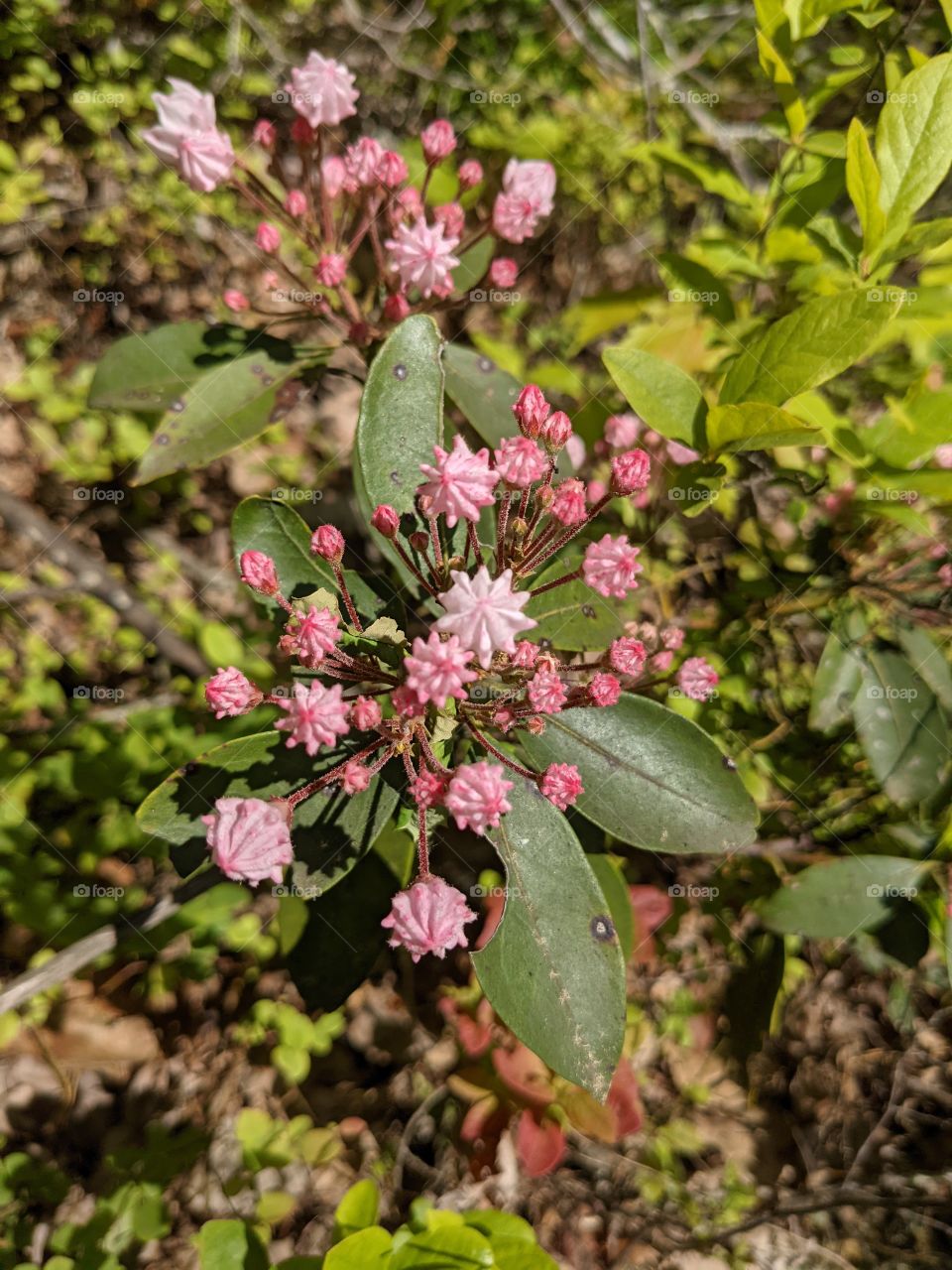 hibiscus at natural bridge State Park in Kentucky