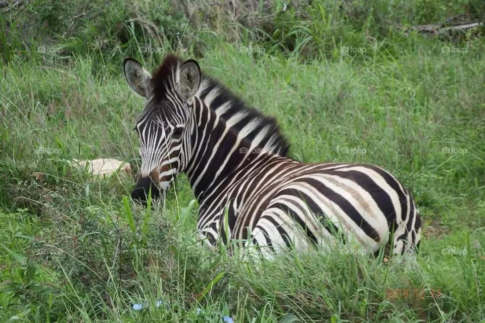 Zebra