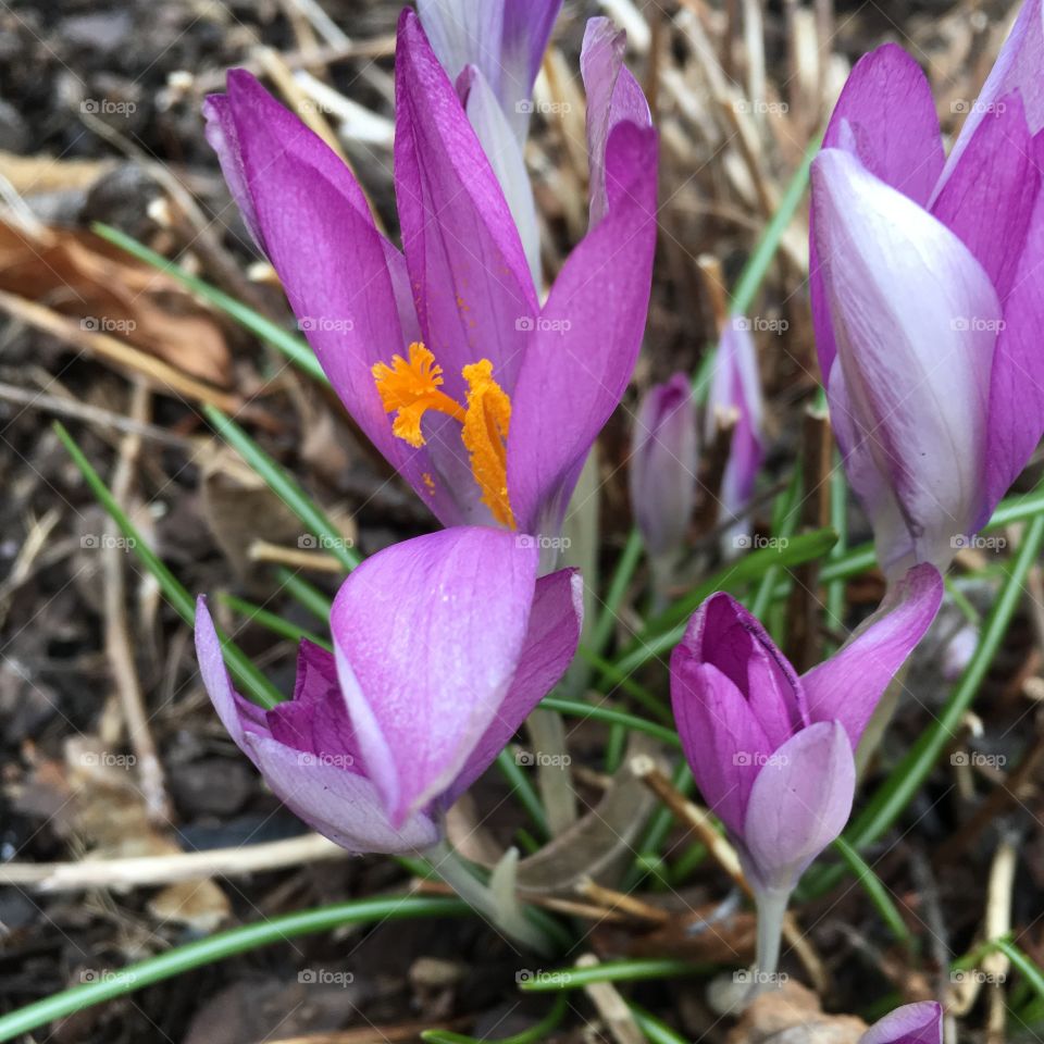 Crocus vernus/Vårkrokus