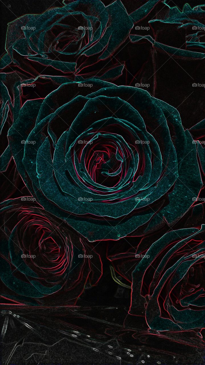beautiful black rose