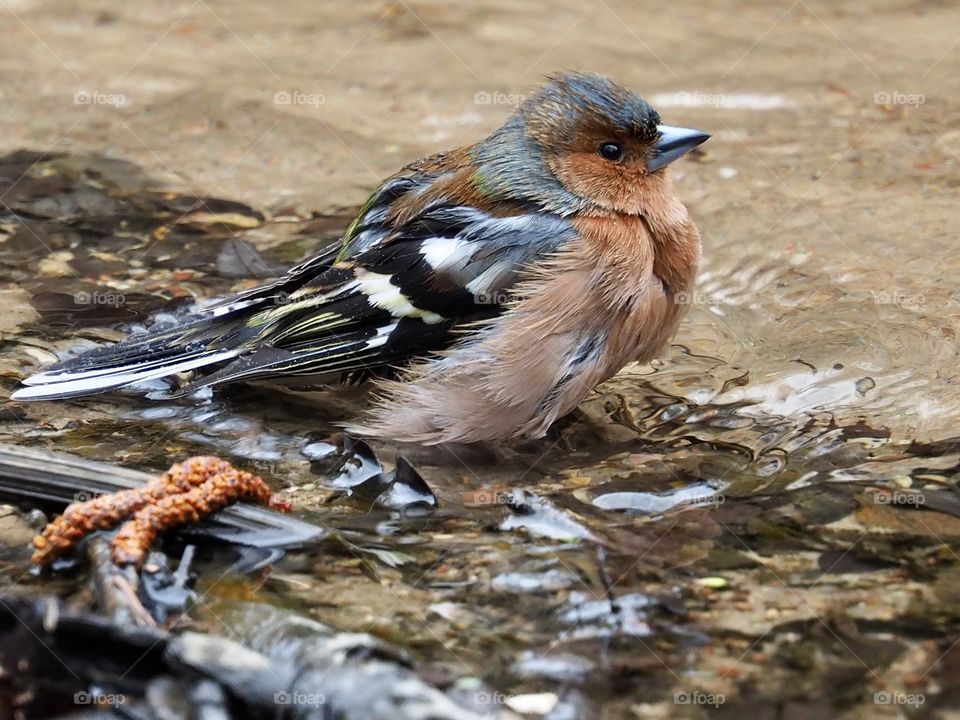 Chaffinch bath time