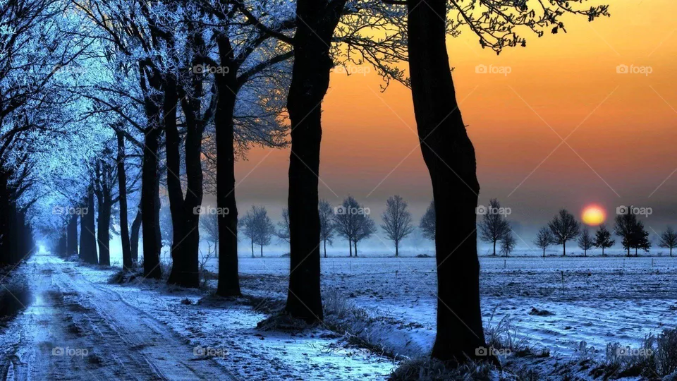 trees