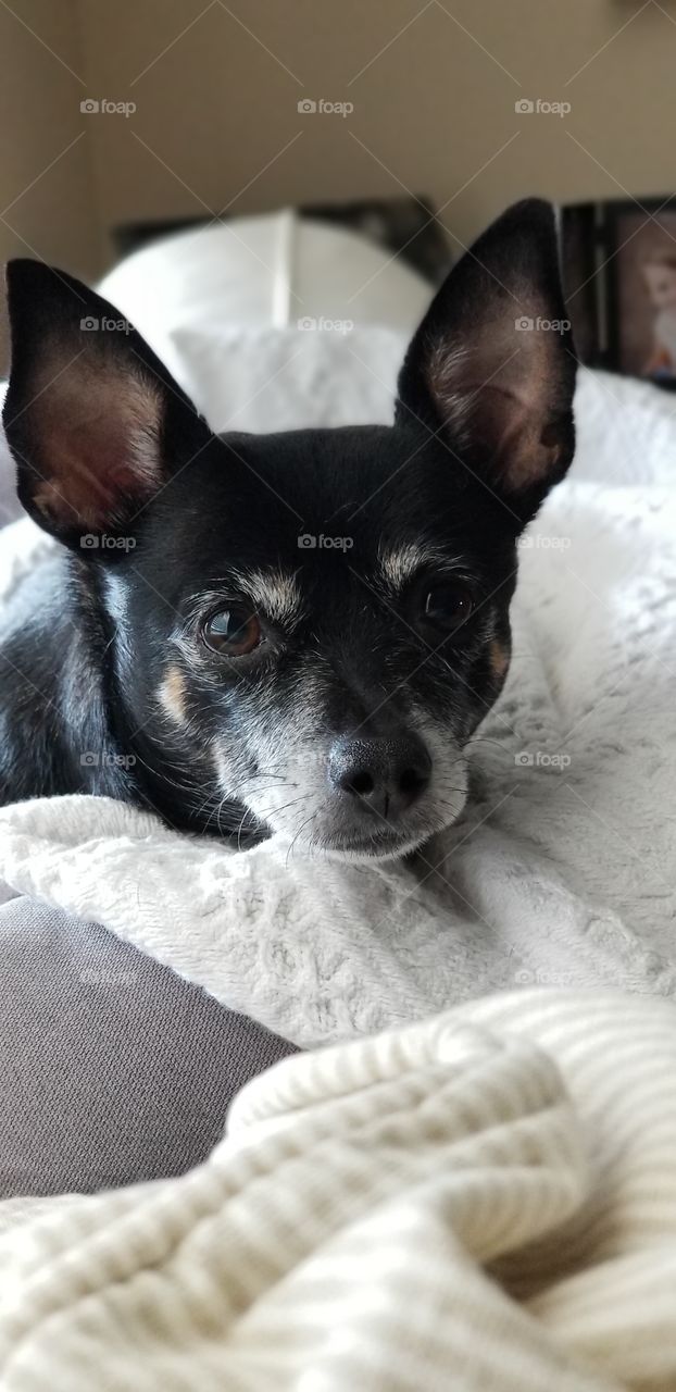 My little Angel Sheeba. She is 6 years old.  I never thought I would own such a small dog absolutely would not know what to do without her. She has helped our family out so much. Always cherish the moments you have with family and friends .