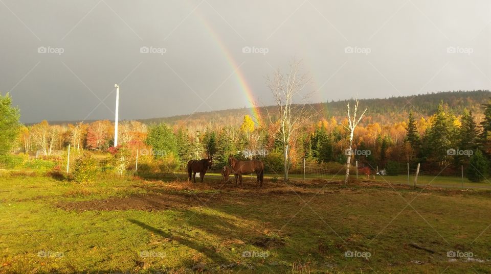 Fall Rainbow