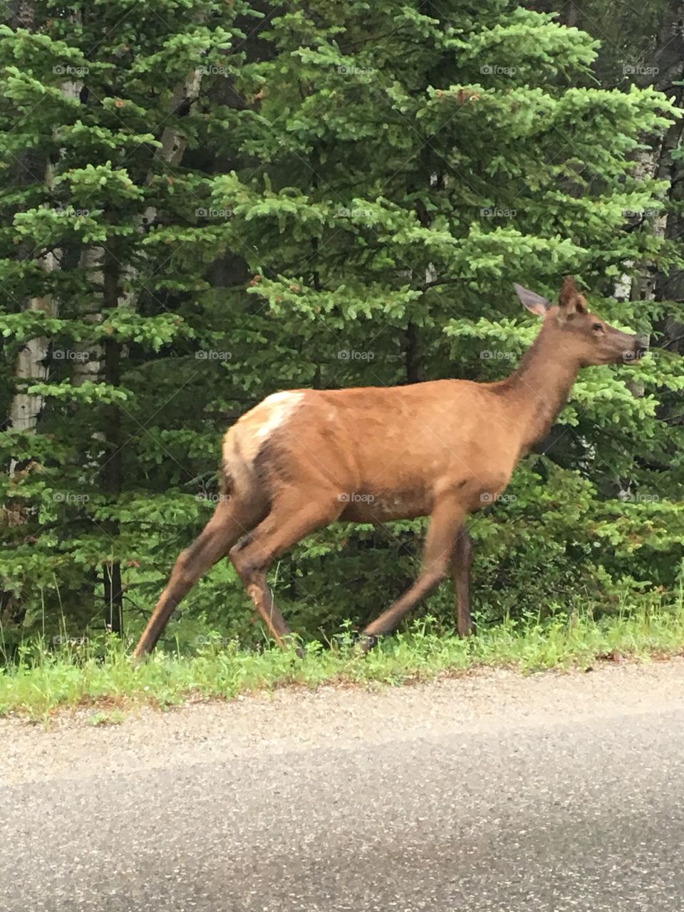 Elk on the run