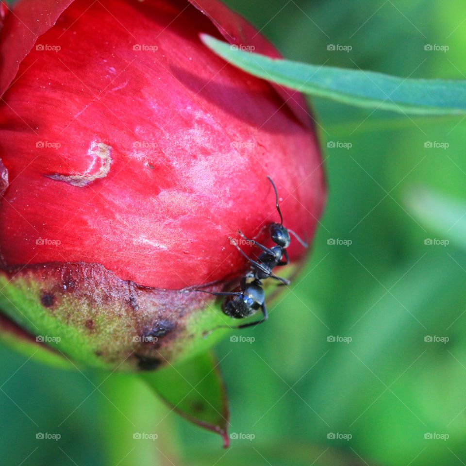 early in the budding cycle of a peony bush many ants can be seen working away on the buds helping them to grow and bloom 