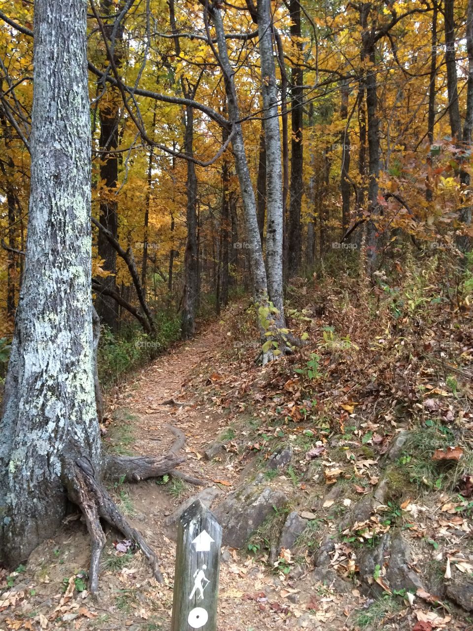 Wood, Tree, Leaf, Fall, Landscape