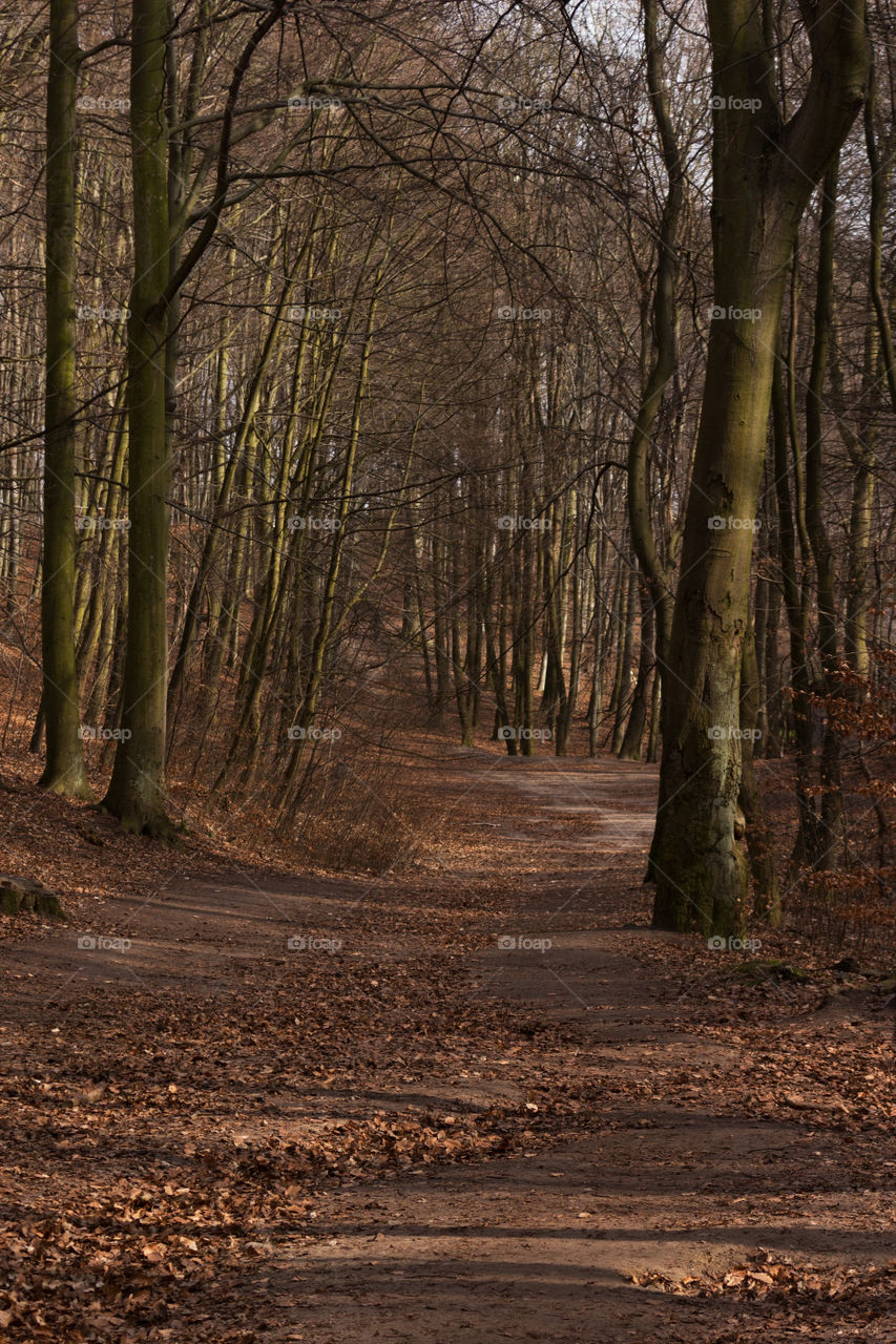 ◐  ♡  Beautiful Park to Walk and Relax in Gdansk Poland
◑  💛  Path in the Forest Between Trees