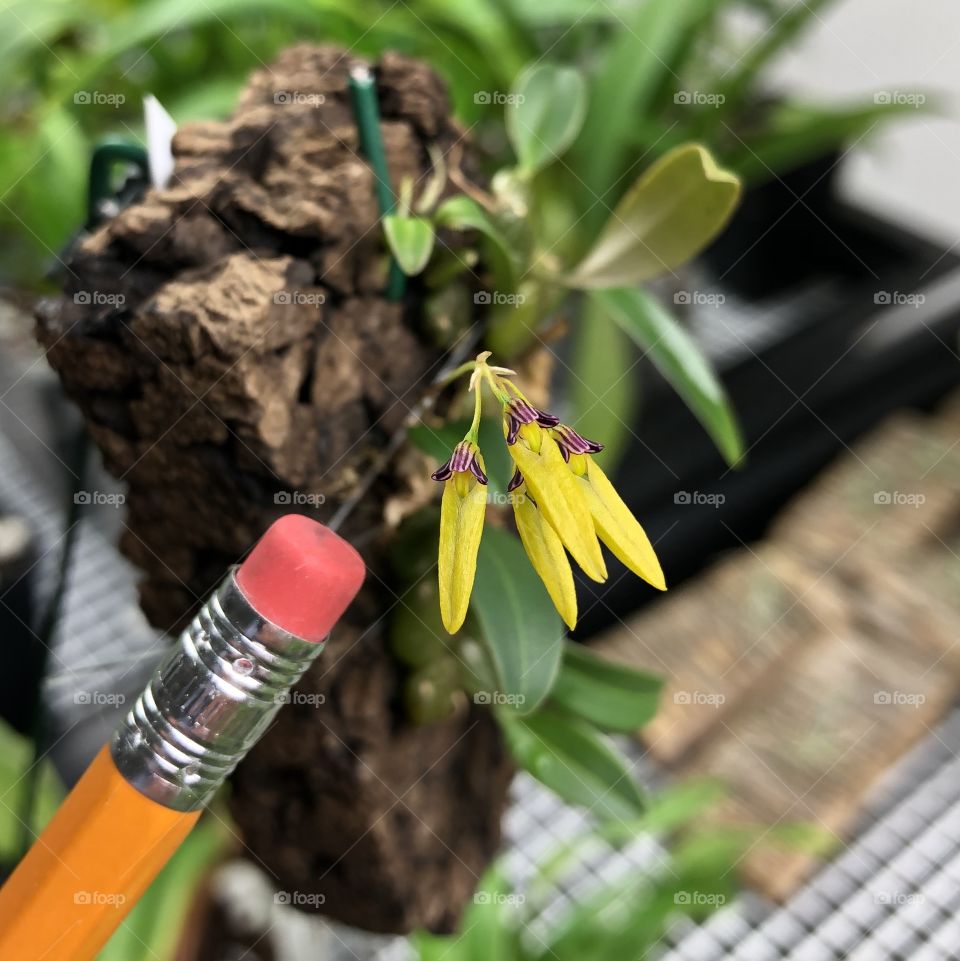 Bulbophyllum skeatianum 