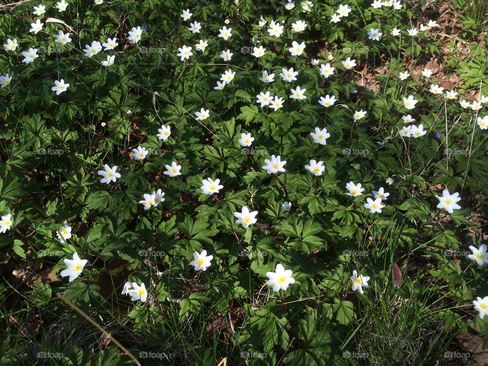 Anemones at Öland Sweden in the spring