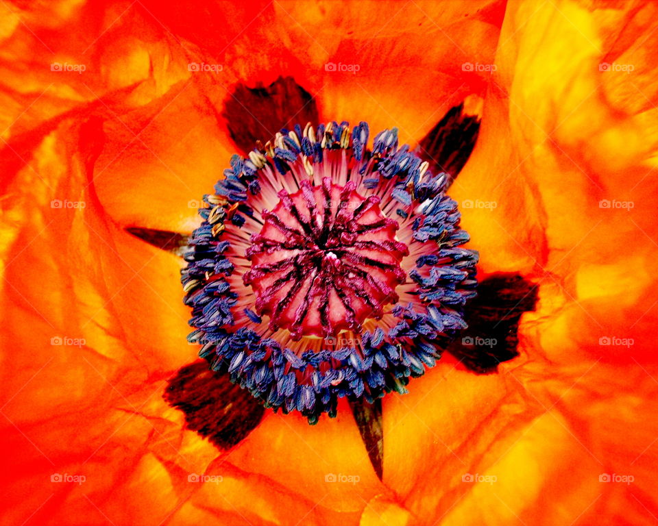 Turtle hearted poppy