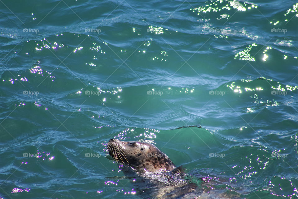 Harbor Seals in Jenner
