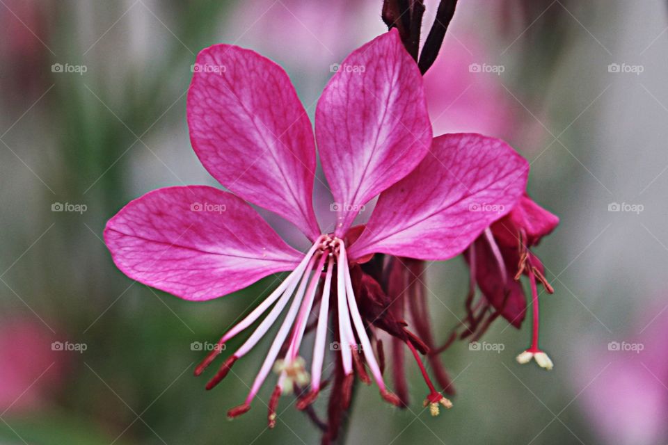 Tiny, vivid flower