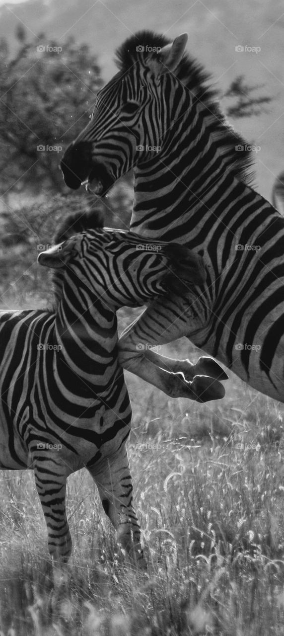 Amazing zebras in action. this might hurt.