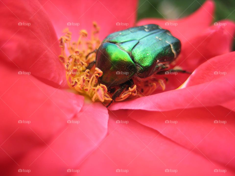 green beetle sits on a pink rose
