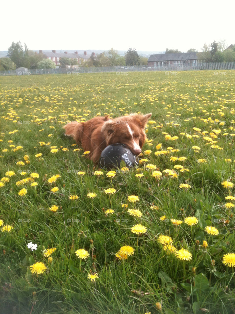 field dog ball dandelions by dramaqueenz