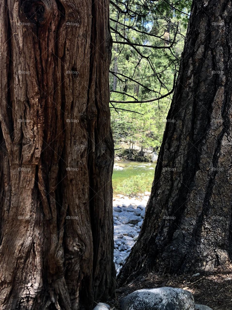 Tree Frame in Yosemite National Park