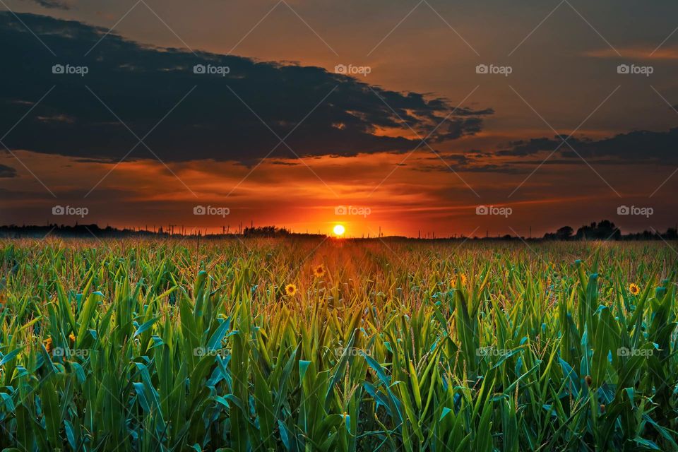A beautiful sunset in the amazing maize field.