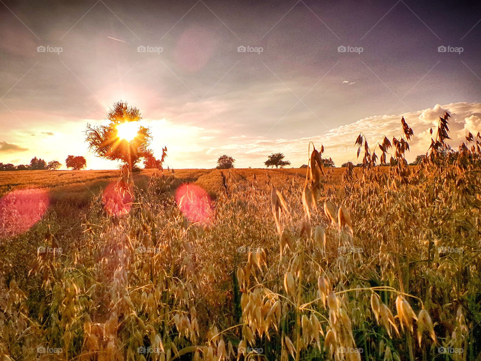 sunset above a field