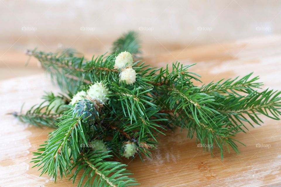 Close-up of fir tree branch