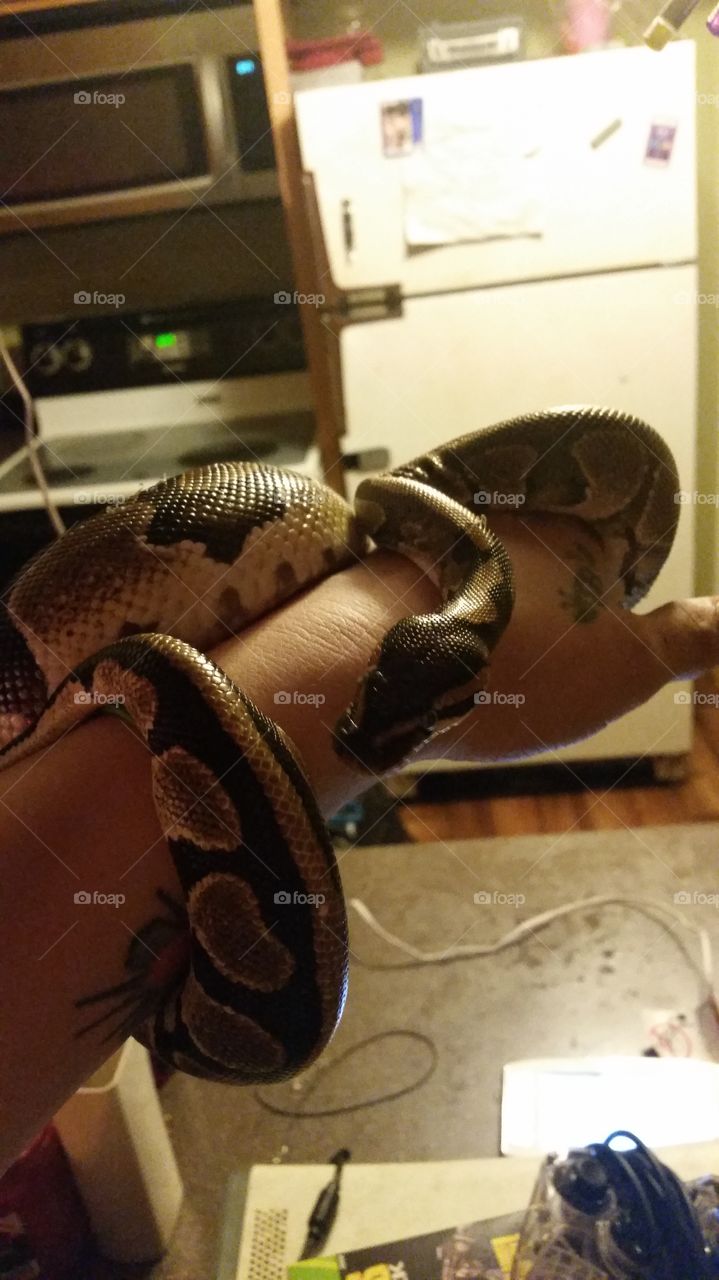 Snake, Reptile, Room, Indoors, One