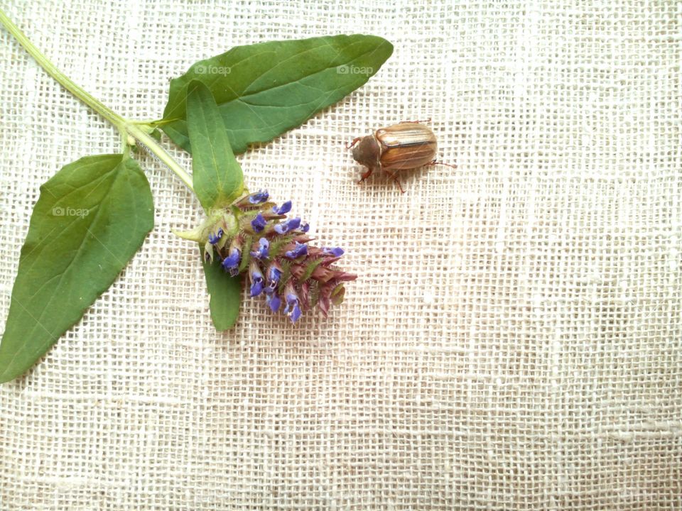 Leaf, Nature, Flora, Desktop, Closeup