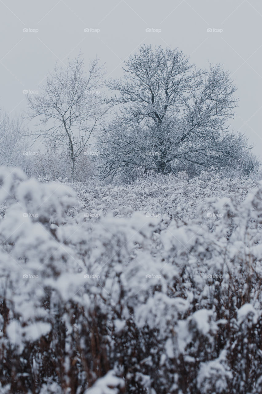 Meadow after heavy snowfall. Scenic wintery landscape of field of grass