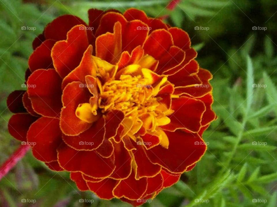 Indian red Gandha flower