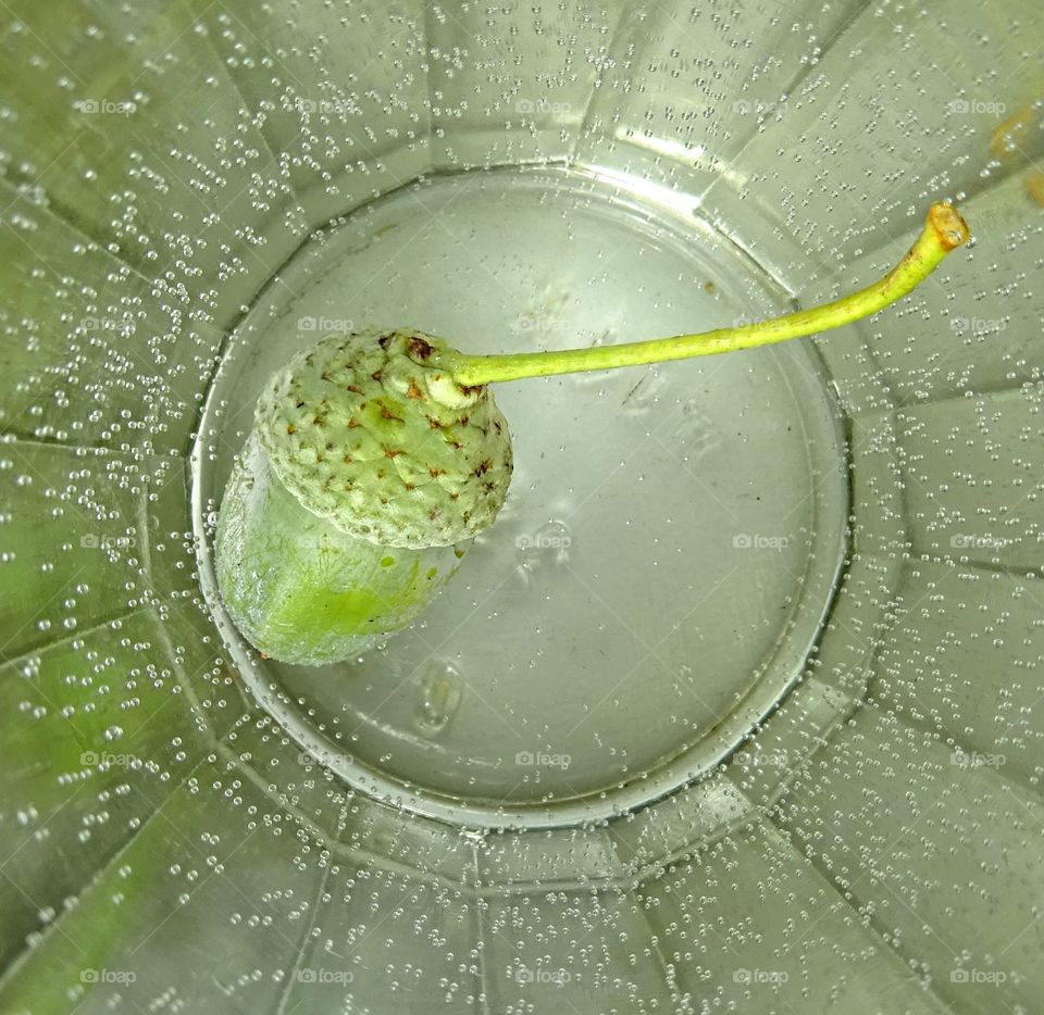 Green acorn inside the glass of water