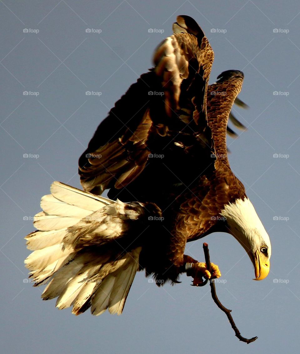 Bald Eagle in Morning Light
