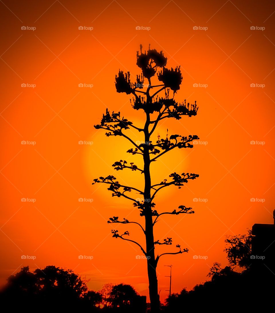 Century plant in bloom silhouette