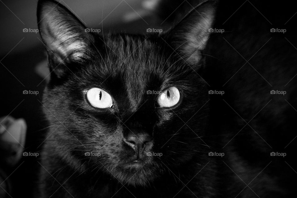 Black Cat 