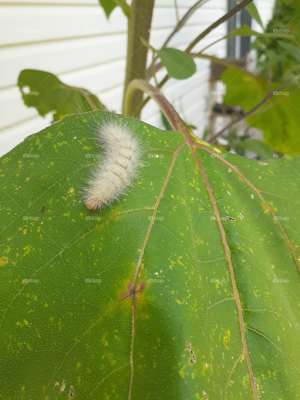 Fuzzy Caterpillar