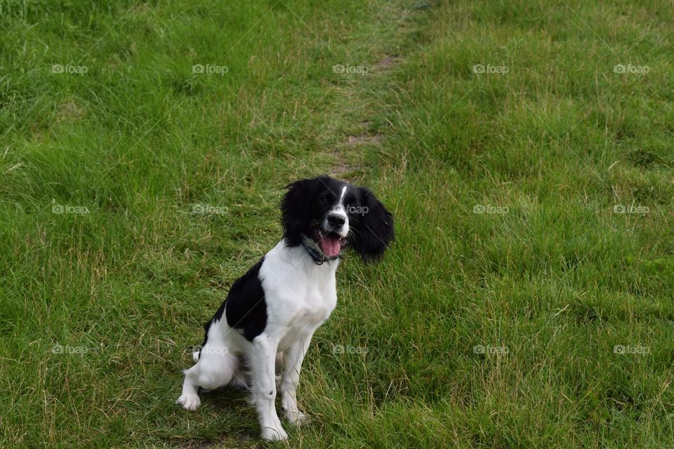 He loves to play fetch, he just needs someone to throw the ball. 