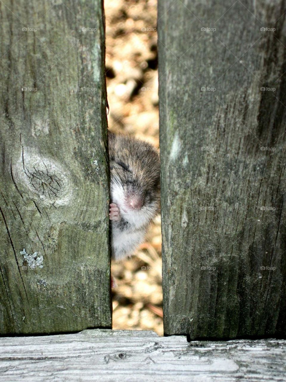 Peek-a-boo Mouse
