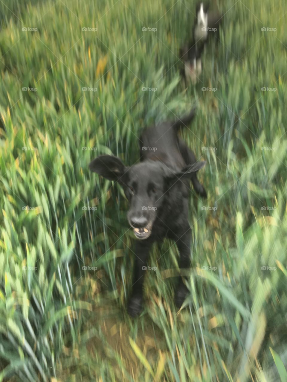 Flatcoat retriever, ears flying, having landed catching a ball in a field of wheat 