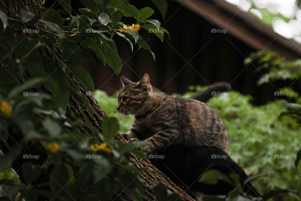 桂花树上的猫