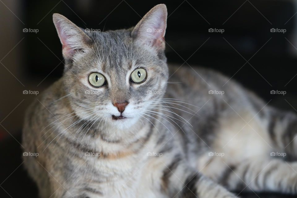 gray striped cat with funny face