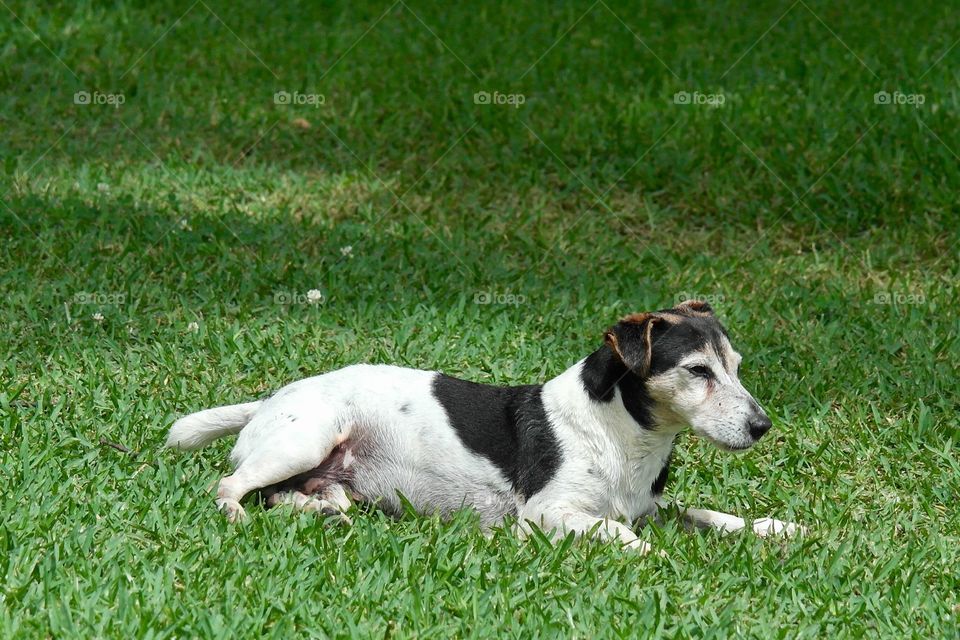 Jack Russell dog rolling on the grass 