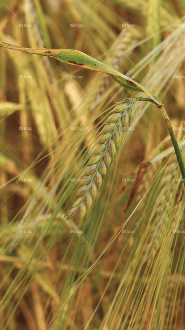 spikelets of wheat in the field