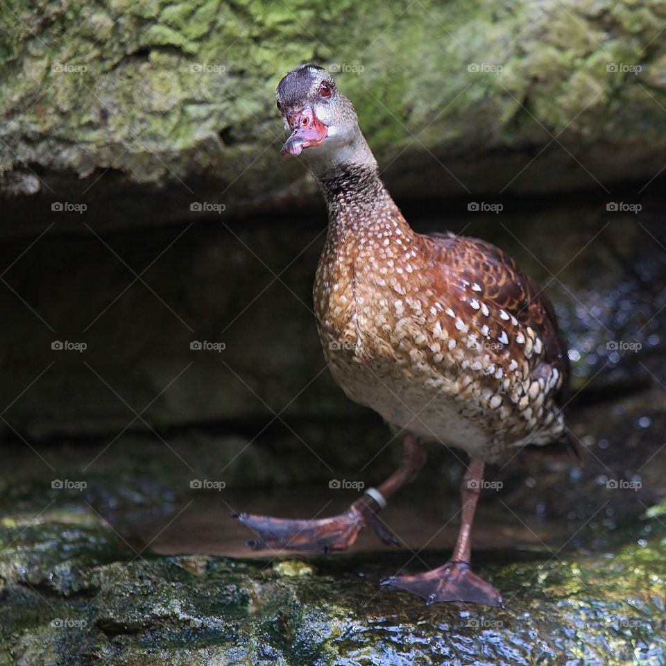 Duck. Inquisitive duck at the Lowry Park Zoo