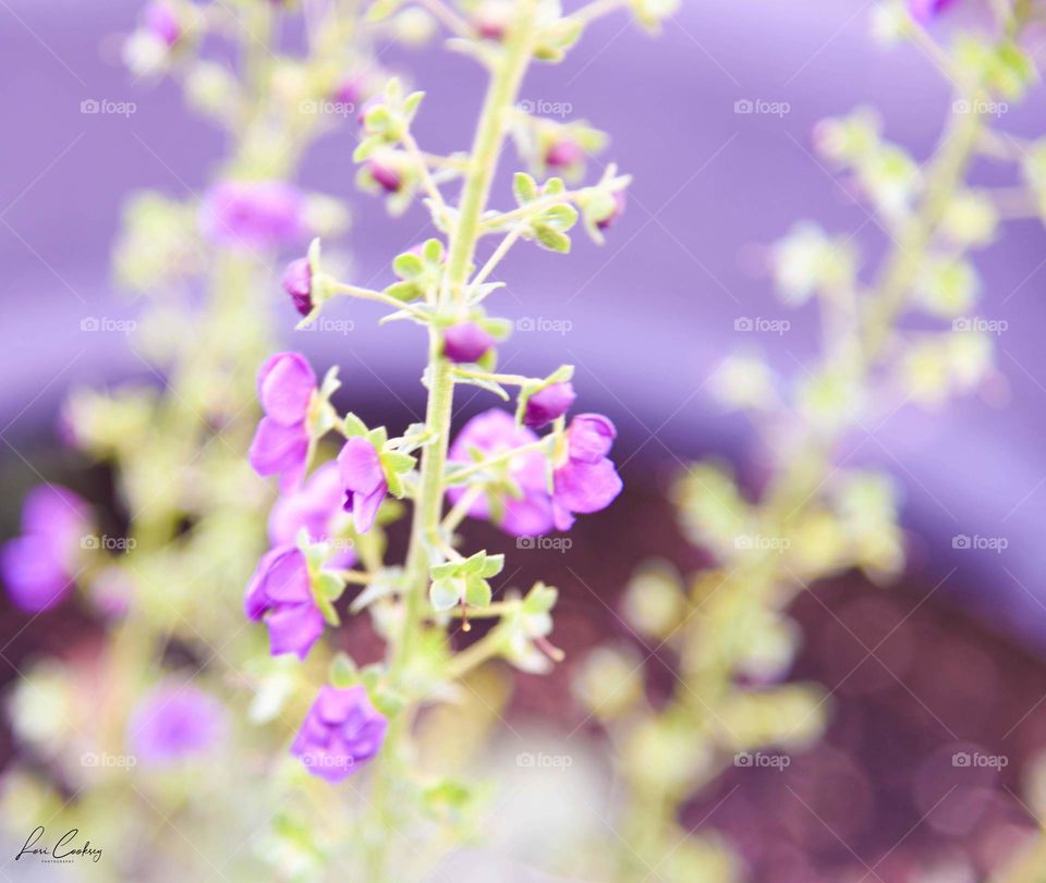 Petite and Purple Against a Blurred Background